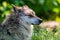 Close up shot of a grey timber wolf