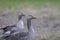 Close up shot of Greylag goose birds