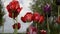 Close up shot of group of beautiful flowering red tulips in the garden in springtime. Wind blows on flowery tulip heads in spring