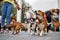 Close up shot of a group of dogs at the walk. Pets, walkers, service