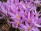 Close-up shot of group of purple autumn crocuses (Colchicum autumnale)