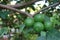 Close-up shot of growing organic lemons in large numbers, green lemons on a tree in the outdoor area.