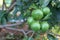 Close-up shot of growing organic lemons in large numbers, green lemons on a tree in the outdoor area.