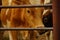 Close-up shot of guernsey cattles in cowshed