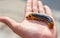 Close up shot of a hand holding a Daphnis nerii pre pupal stage caterpillar.