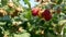 Close-up shot of a handful of raspberries growing and ripening on a branch in a summer garden. Harvest of red raspberries. Healthy