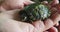 Close-up shot of hands holding a single green river baby turtle which is looking into the camera while crawling its