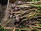 Close-up shot of harvested garlic bulbes with garliv cloves with roots placed in a box for drying