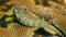 Close-up shot head of Asia`s giant Reticulated Python