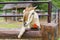 Close-up shot of the head of the goat in the cage with farm environment background.