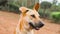 close-up shot of the head of a homeless ginger dog from Asia in a city