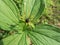 Close-up shot of the Herb-Paris or true lover`s knot Paris quadrifolia flowering in summer in sunlight