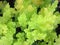 Close-up shot of Heuchera `Lime Marmalade`