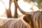 Close up shot of Highland Cow horn with no face in golden afternoon light