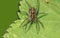 Close up shot of Hobo Spider on a leaf