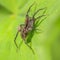 Close up shot of Hobo Spider on a leaf