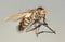 A Close Up Shot of a Horse Fly