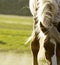 Close up shot of horse withers and mane