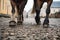 close-up shot of a horses hooves rhythmically trotting on cobblestones