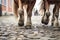 close-up shot of a horses hooves rhythmically trotting on cobblestones