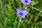 Close up shot of a Hoverfly Toxomerus marginatus collecting pollen from Texas Spiderwort Flower  Tradescantia humilis Rose