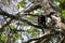 Close-up shot of a Howler monkey sitting on a tree branch
