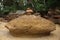 Close up shot of a huge brown yellow isolated turtle-shaped rock naturally carved by time by waves with a stack of small stones