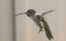 Close up shot of a hummingbird flying around
