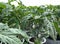 Close up shot of hybrid tomato leaves