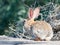 Close up shot of an ill Cottontail rabbit