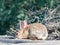 Close up shot of an ill Cottontail rabbit