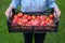 Close up shot of the impersonal woman farmer keeping the large box of tomatoes in front of her