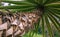 A close-up shot of an inclined trunk of a palm tree. Selective focus on the trunk details, leaves are blurred. Tropical plants,