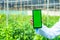 Close up shot of indian hands of scientist holding green screen mobile phone at greenhouse - concept of advertising, app