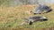 Close up shot of Indian softshell turtle or Ganges softshell turtle pair basking in sun at wetland a vulnerable species of