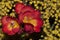 Close up shot of iris freesia the very nice colorful flower â€” macro Photo