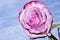 Close up shot of iris rose the very nice colorful flower â€” macro Photo