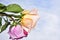 Close up shot of iris rose the very nice colorful flower â€” macro Photo