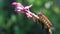 Close up shot of itchy worm eating beautiful orchid flower,