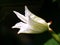 Close-up shot of an ivy gourd flower on a dark background