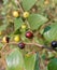 Close up shot of jackal jujube fruit