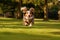 A close - up shot of a joyful, dog running through the park. Generative AI