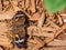 Close up shot of Junonia coenia butterfly