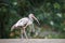 Close up shot of juvenile American Ibis