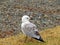 Close-up shot of a Juvenile gull standing on seashore in summer in Auckland, New Zealand