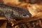 Close-up shot of a juvenile Mole salamander, Ambystoma talpoideum, on a leaf