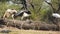 Close up shot of juvenile painted storks or Mycteria leucocephala birds continuously calling her mother for food at keoladeo