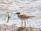 Close up shot of Killdeer bird