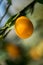 Close-up shot of kumquats growing