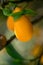 Close-up shot of kumquats growing. Southern Israel